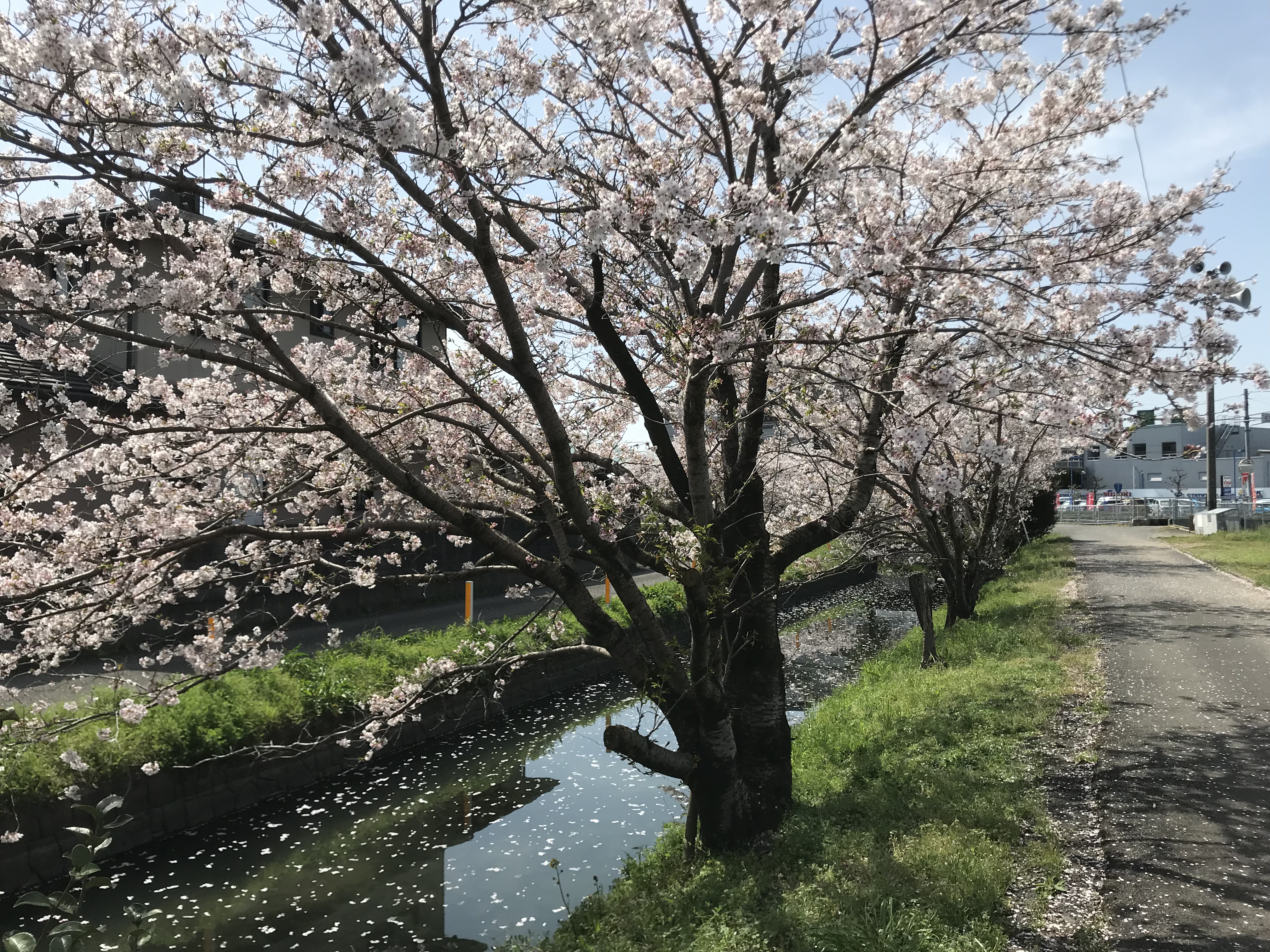 桜が満開ですね